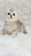 Чистокровный скоттишфолд