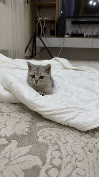 Кошку продам 150$ 200$ — 1
