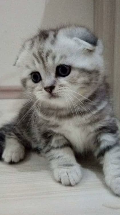 Дикаративный вислоухи кот — 1