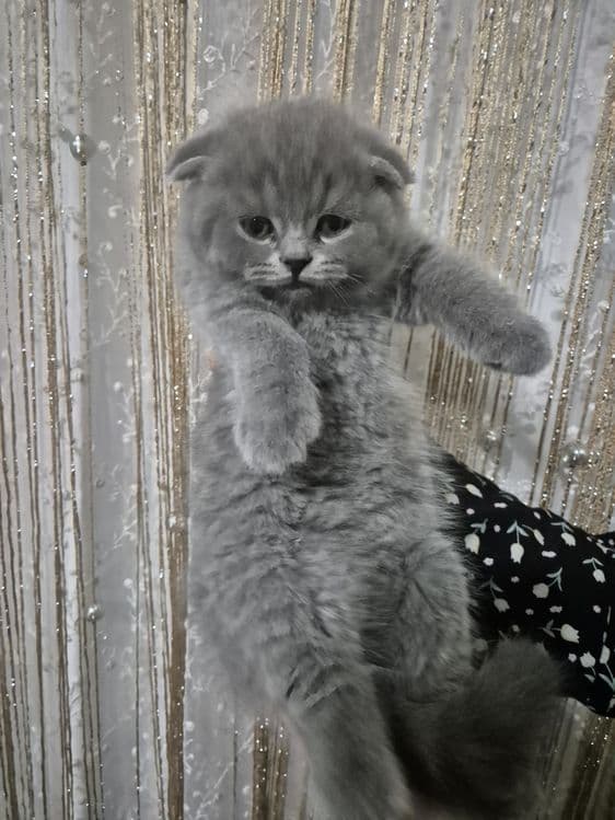 Ширин мушикчаларимизни брон килишни бошлаймиз — 1