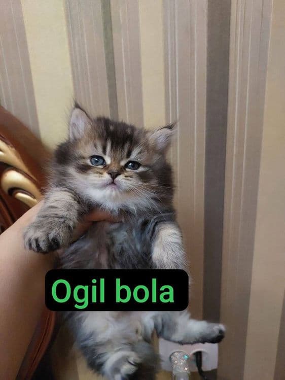 Котята чистая кровь — 1