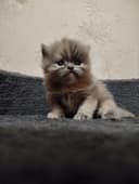 Шотландский Скотиш фолд