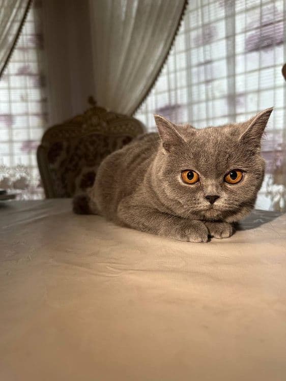 Чистокровные британские котята, девочки — 1