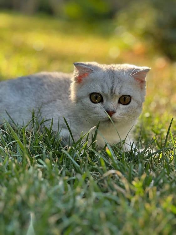 Продается Чистокровный Вислоухий кот,шотландец — 1