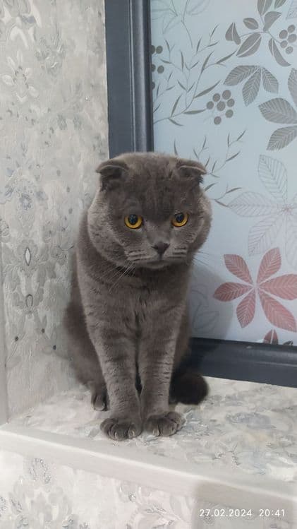 Скоттиш Фолд Pasporti yoq dokument yoq zotli — 1