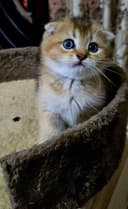 Продаю котят Скотиш Фолд