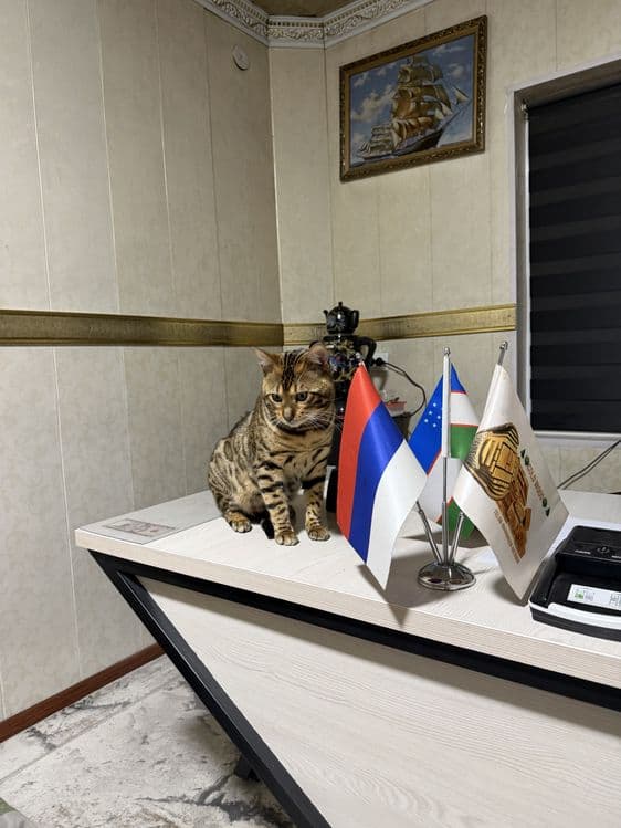 Кот Бенгалский. Паспорт привка имейитса — 1
