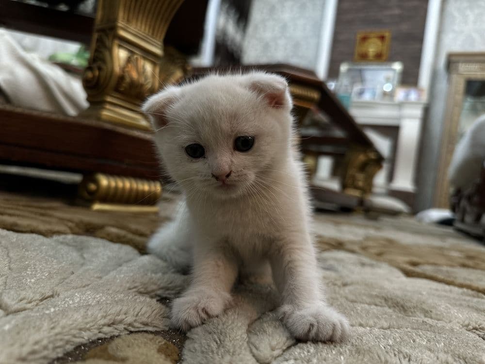 Продается Скоттиш фолд — 1