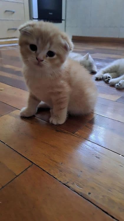 Котята британские 2 месяца — 1