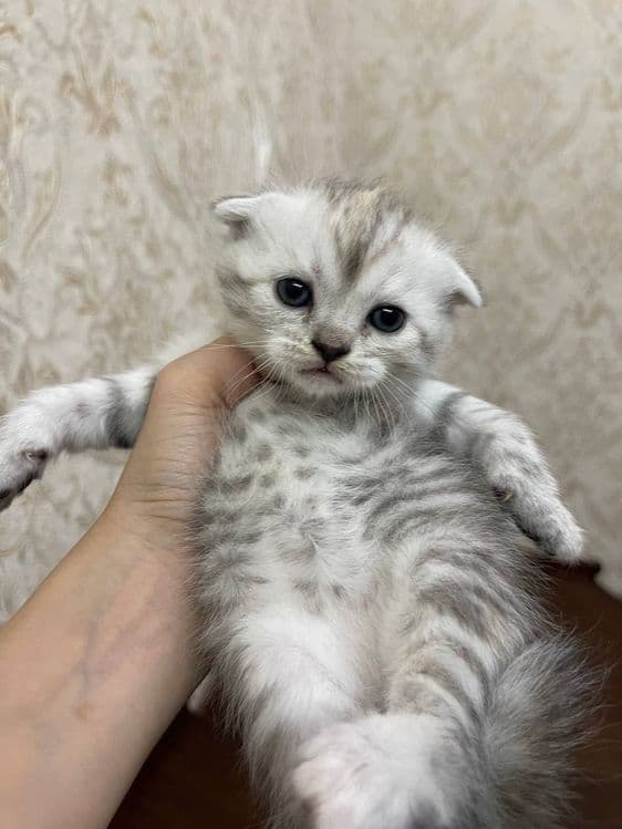 Продаются котята — 1