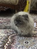 Кошка скоттиш фолд