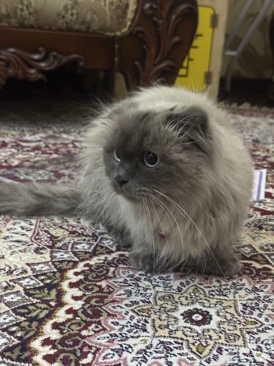 Кошка скоттиш фолд — 1