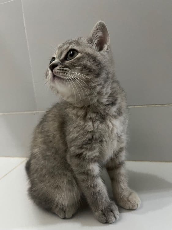 Продам Свою кошку — 1