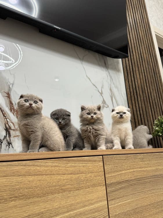 Scottish Fold zotli mushukchalar — 1