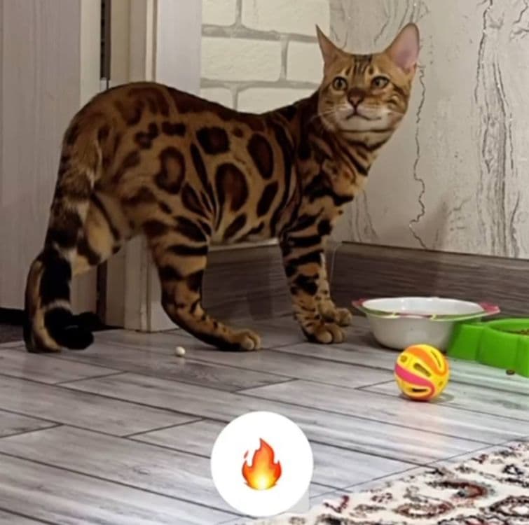 Мушук(кошка) Бенгал 1год — 1