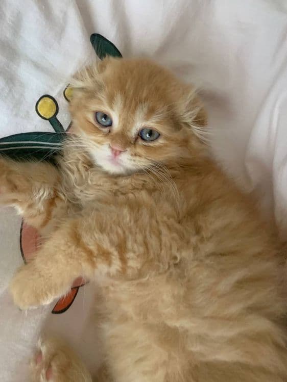 Продается Котенок SCOTTISH FOLD — 1