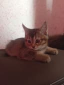 Zoti:shinshilla 2 ta mushuk