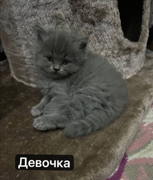 Милые котята — 1