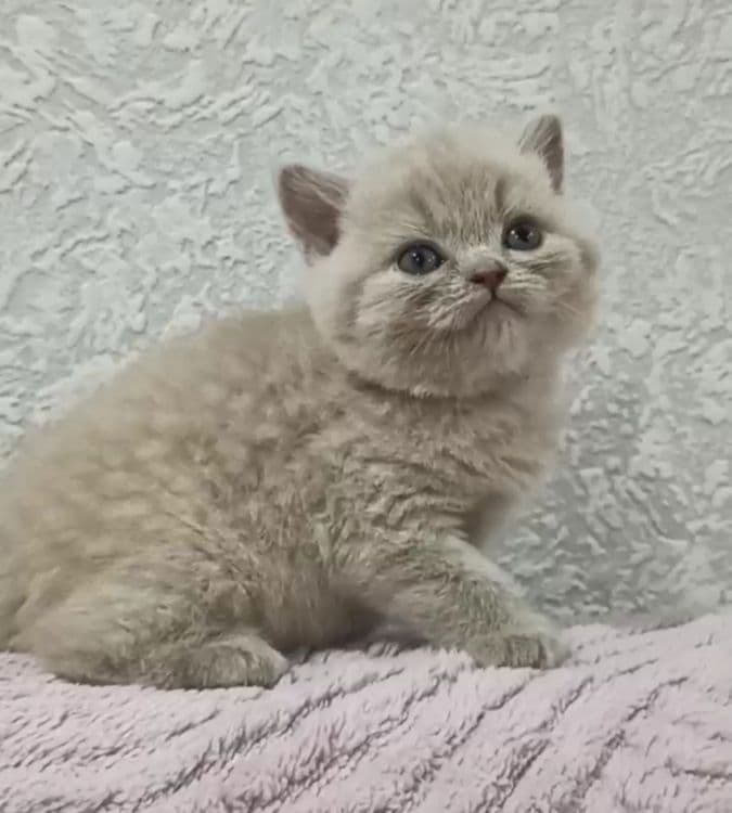 Продаются Шотландские котодетки — 1