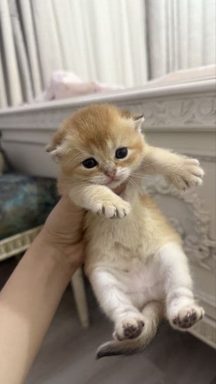 продаются котята шиншилы — 1