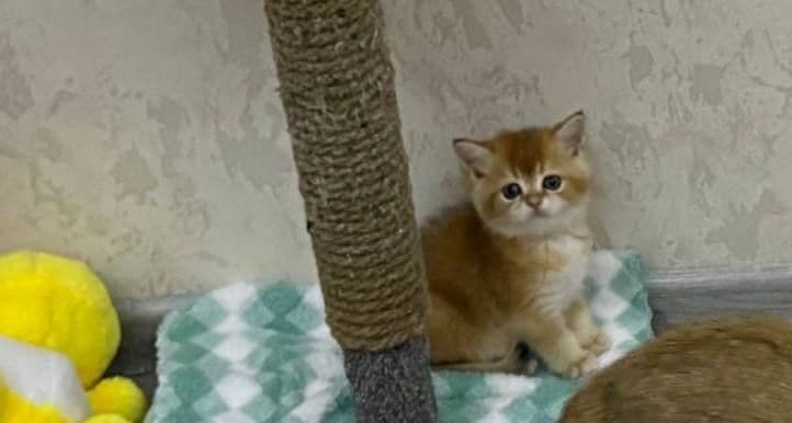 Кошка 2 месяца, золотая шиншилла — 1
