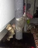 Scottish Fold toza paroda