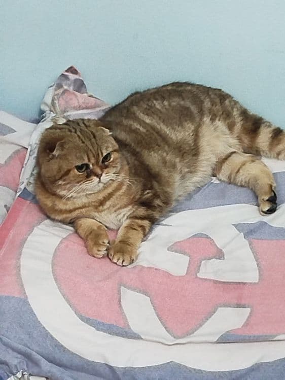 Продается кот шотландский скоттиш фолд окраска золотой мрамор — 1