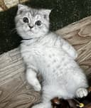 Британсякая короткошерстная серебристая шиншилла