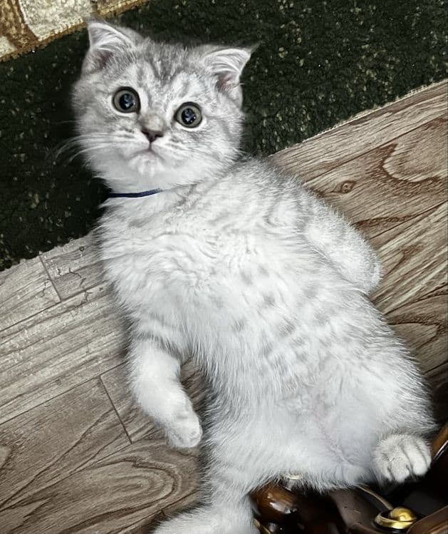 Британсякая короткошерстная серебристая шиншилла — 1