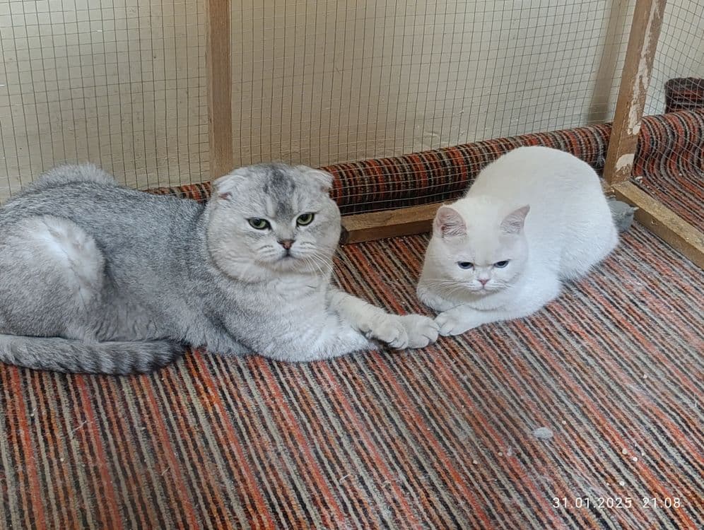 серебристый шиншила фолд — 1