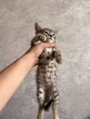 Бенгальский котенок мальчик и девушка