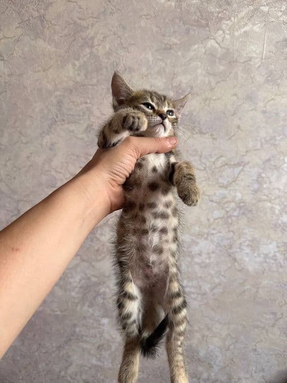 Бенгальский котенок мальчик и девушка — 1