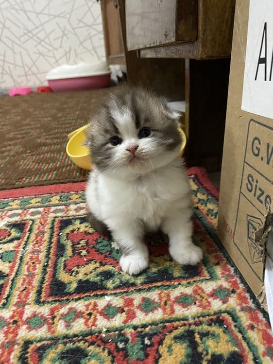 Скоттиш фолд мушукчамиз сотилади — 1