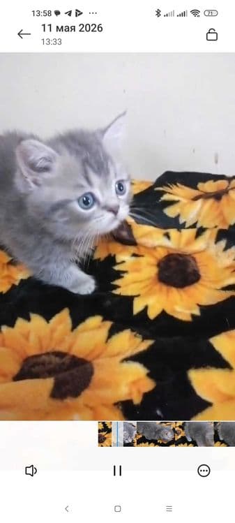 Продаются котята манчхины — 1