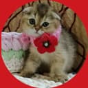 Скоттиш Фолд девочка золотая тикированная Шиншила