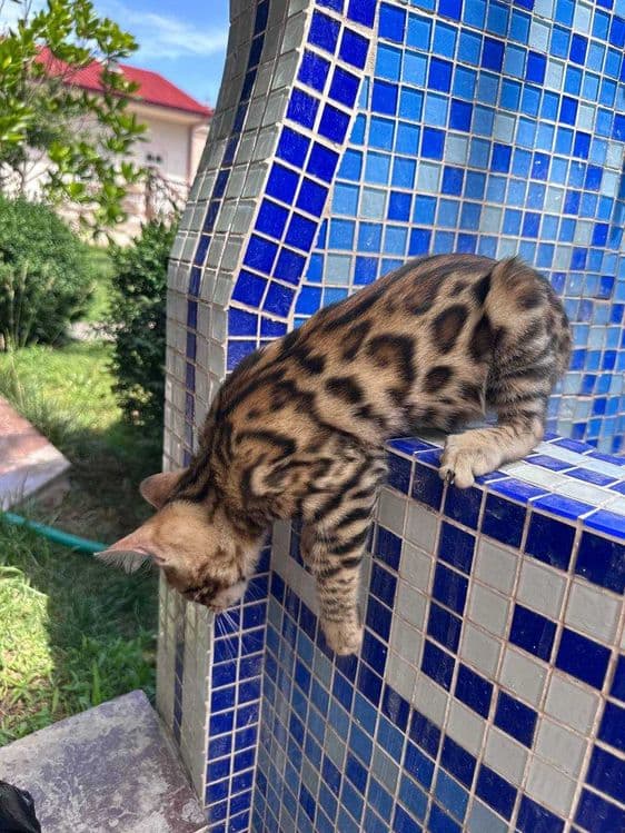 Toza zotdor Bengal mushuk bolalari sotiladi. — 1