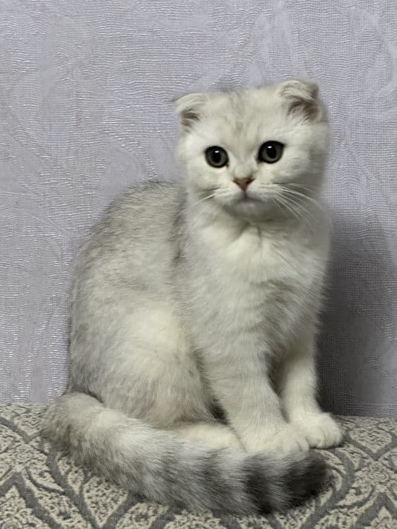 котенок серебристая шиншилла — 1