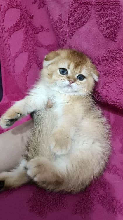 Продаётся чистокровный шотландский котёнок скоттиш-фолд — 1