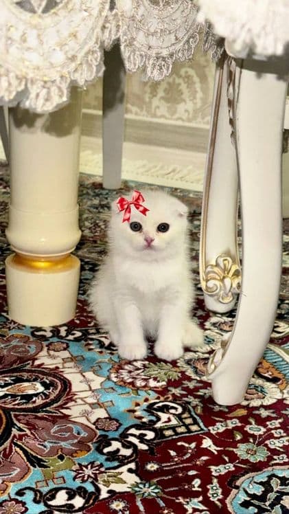 Красивая два Белая котёнка 1 месяцев оба девочка — 1