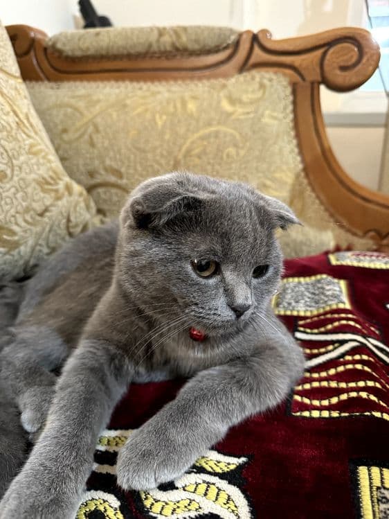 Продается кошка скотиш фолд — 1