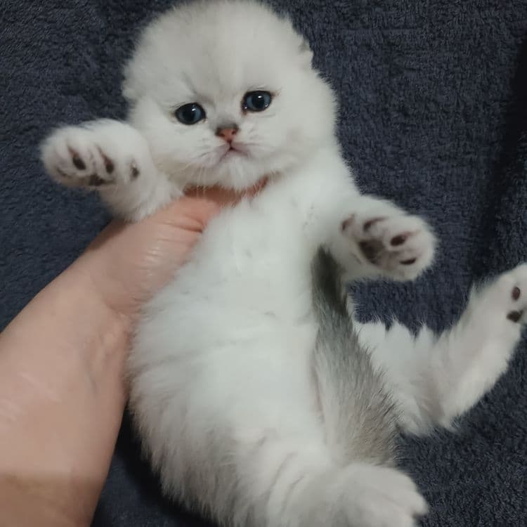 Продаётся чистокровный шотландский котёнок — 1