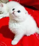 Продаётся котёнок