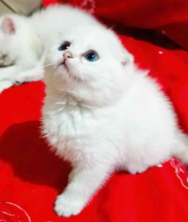 Продаётся котёнок — 1
