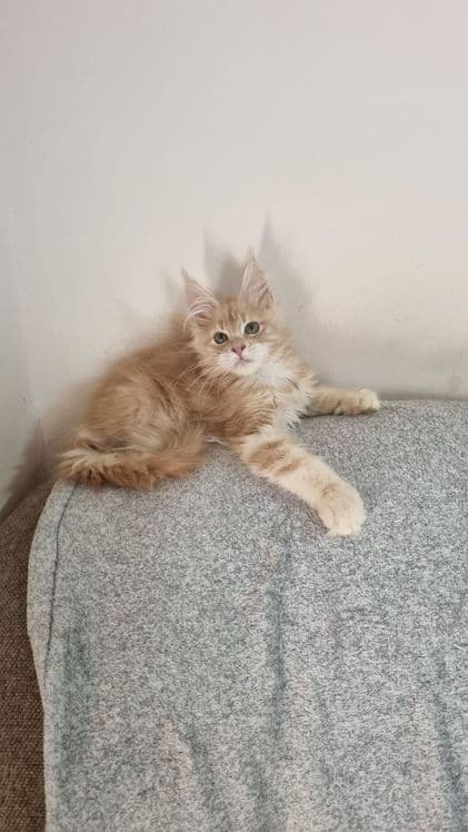 Продаются котята породы мейн кун — 1