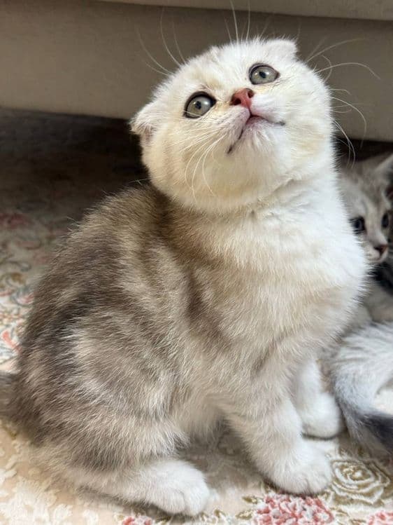 Скоттиш фолд и Скоттиш страйт — 1
