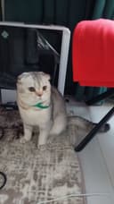 Вислоухая Серебристый шиншилла