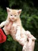 Котята породы мейн-кун