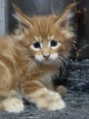 Премиальные котята Maine Coon | Элитная порода