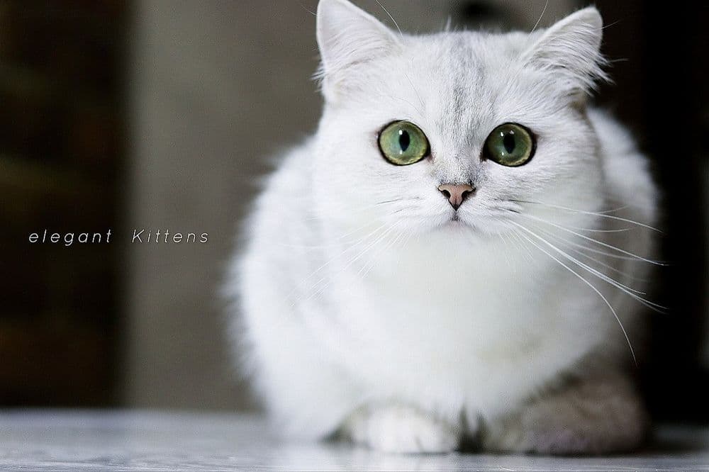 Серебристая шиншилла девочка — 1