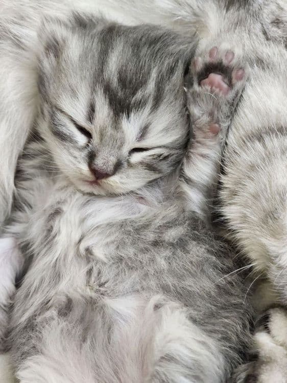 Продаются вислоухие котята скотиш фолд и страйт — 1